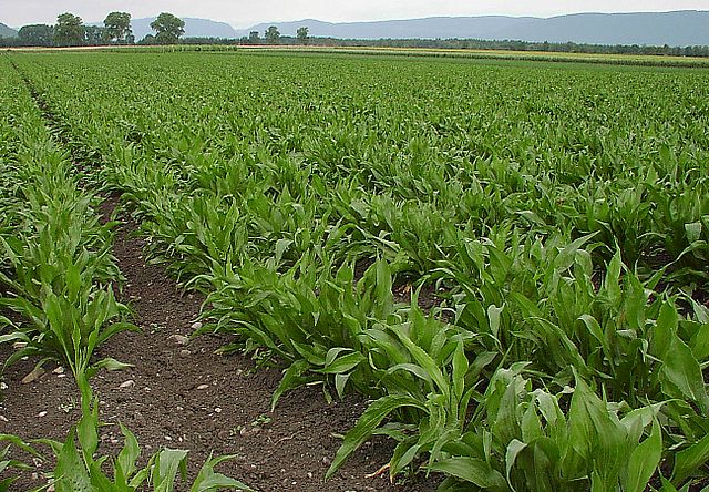 Cultivarea salsifiului în Germania