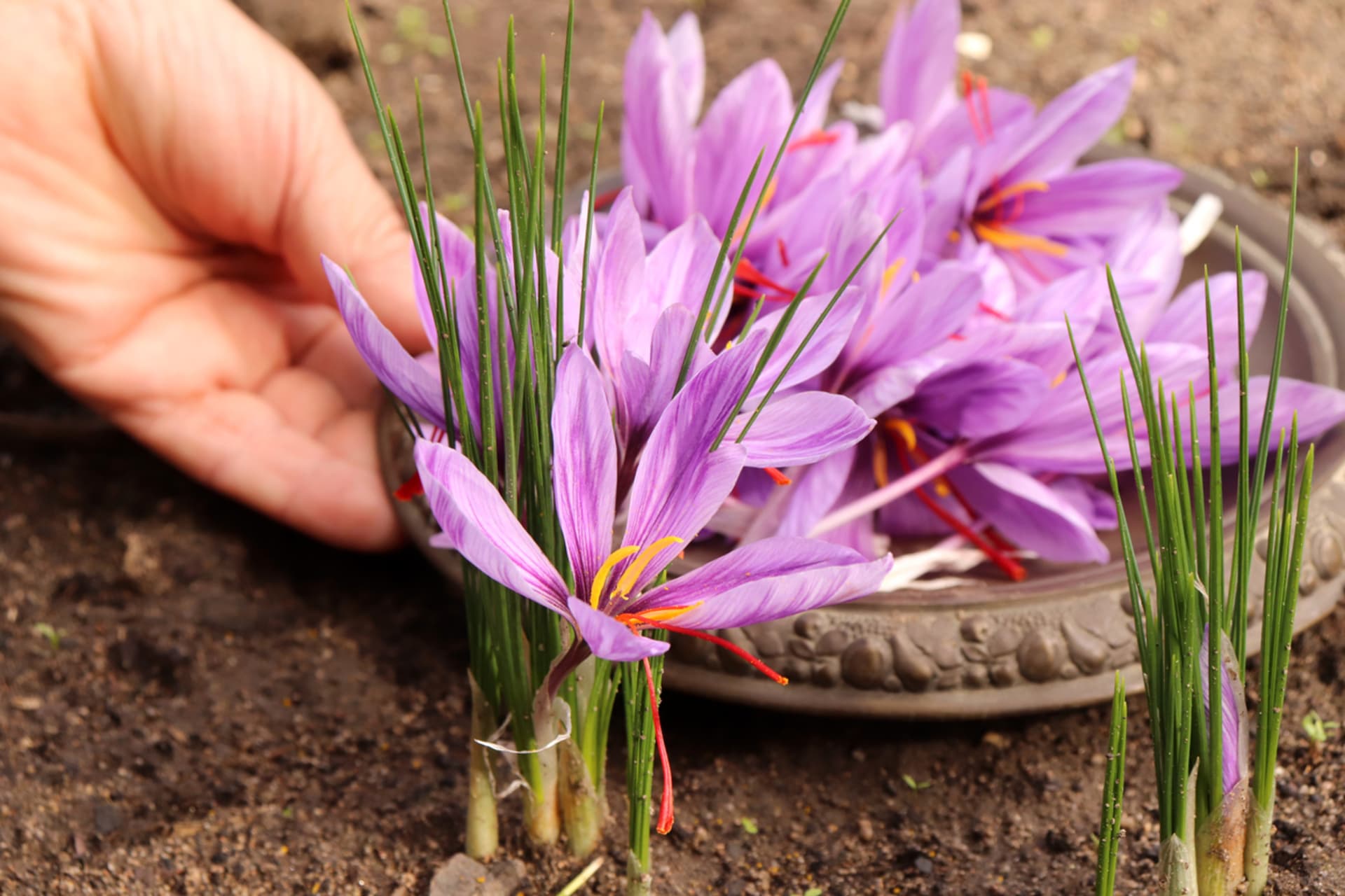 Șofran (Crocus sativus L.) 