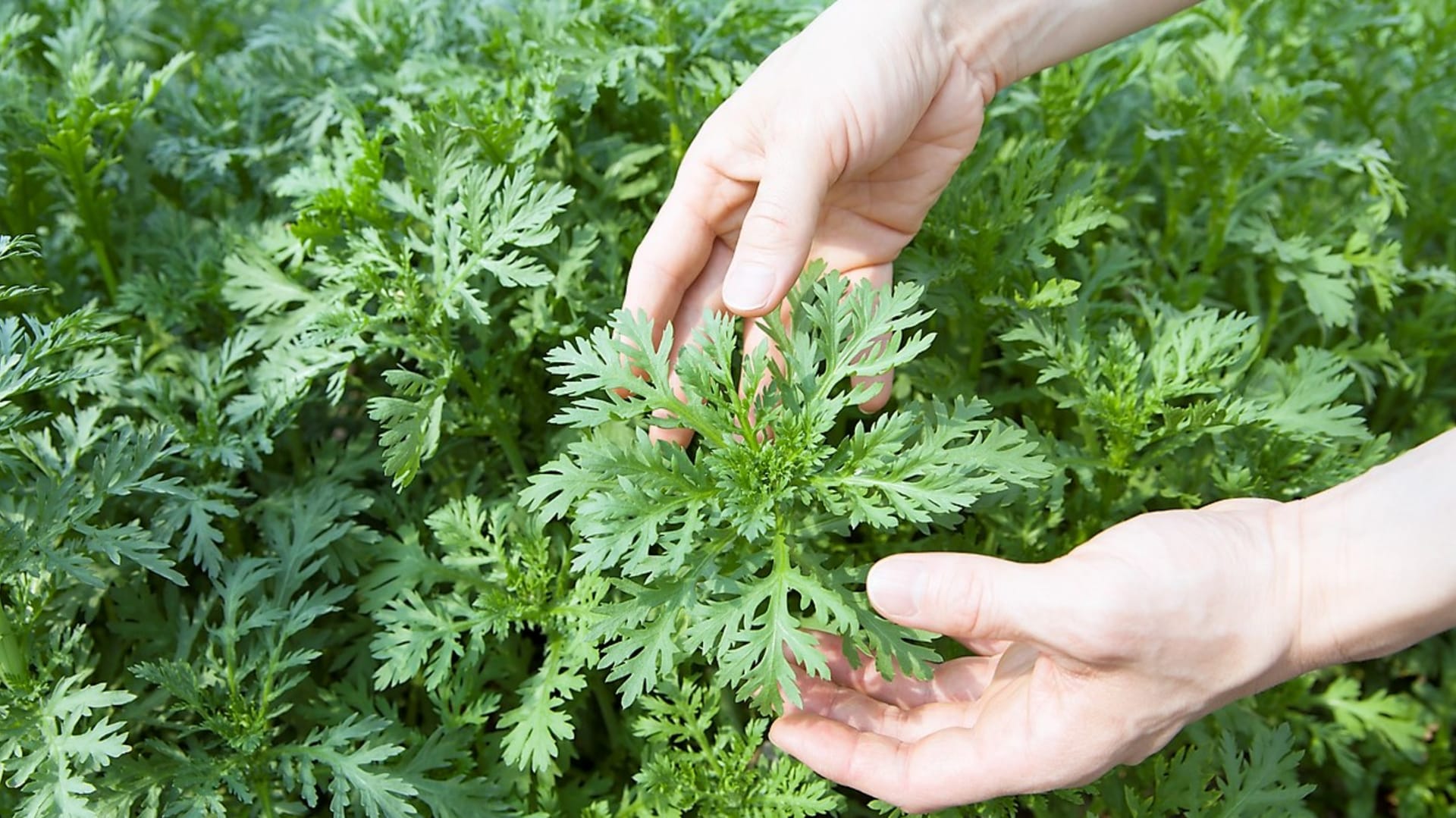 Crizantema comestibilă se recoltează prin tăierea întregii plante. Această procedură permite crizantemei să crească din nou. Cealaltă opțiune este de a ciupi vârful în creștere pentru a obține o plantă ramificată din care puteți recolta lăstarii laterali fini.